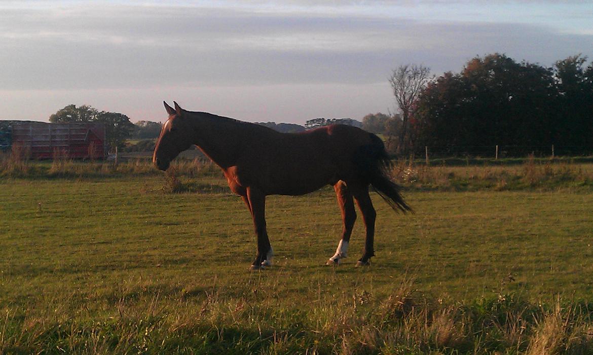 Traver Diego Sølvbjerg billede 19
