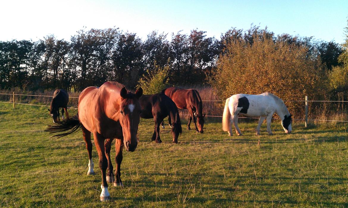 Traver Diego Sølvbjerg billede 20