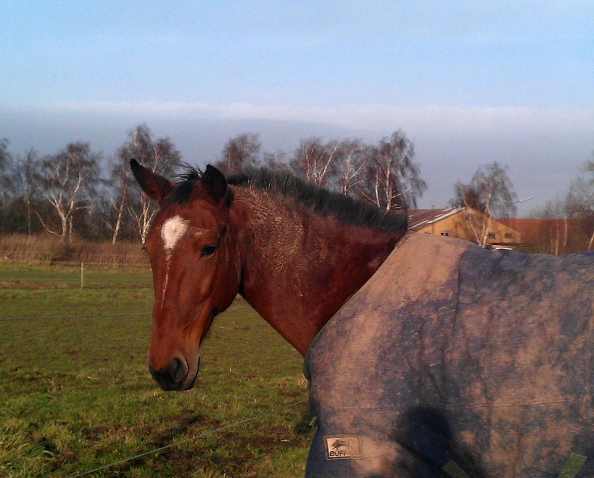 Traver Diego Sølvbjerg billede 22