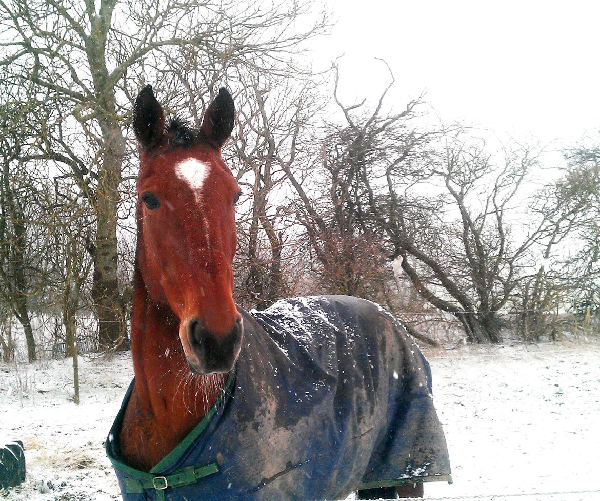 Traver Diego Sølvbjerg - Vinter 2014.  billede 23