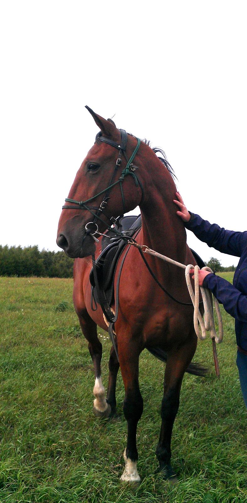 Traver Diego Sølvbjerg - Velkommen til Diegos profil. Billedet er fra da Amalie så ham første gang, august 2013.  billede 4