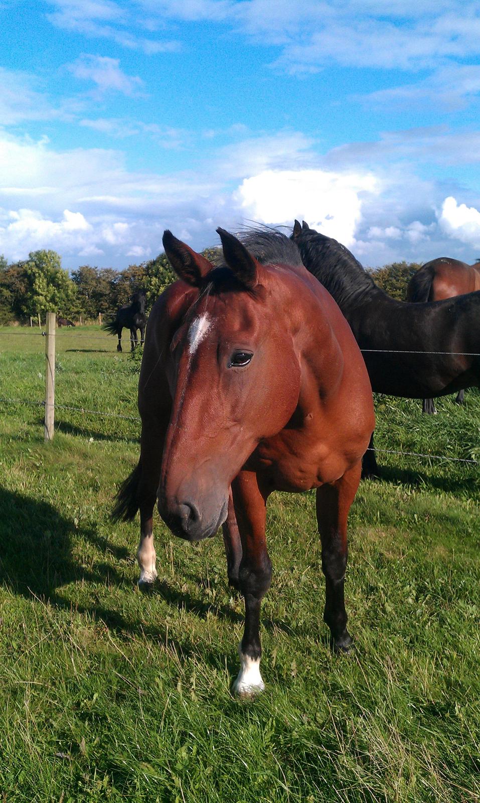 Traver Diego Sølvbjerg billede 7