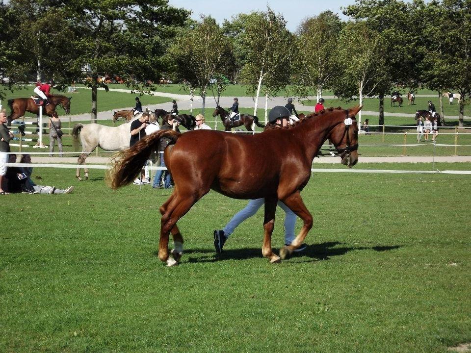 Oldenborg Terminas Tabasco billede 18