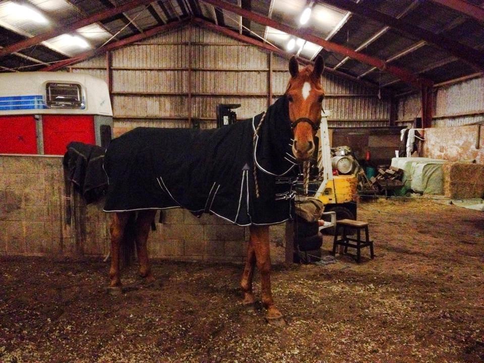 Dansk Varmblod Gørklintgårds Bellini billede 6