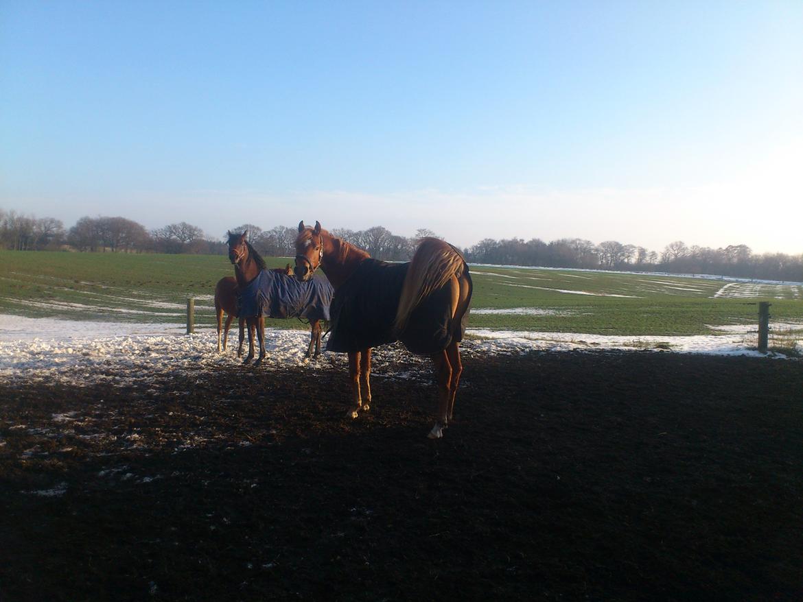 Arabisk fuldblod (OX) KI Gharib ox *Ribber* - *SOLGT* billede 20