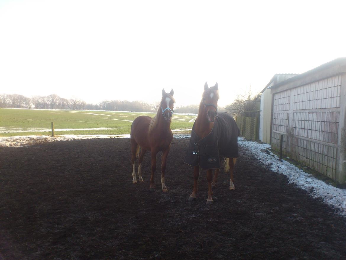 Arabisk fuldblod (OX) KI Gharib ox *Ribber* - *SOLGT* - Ribber og hans halv bror :) billede 19