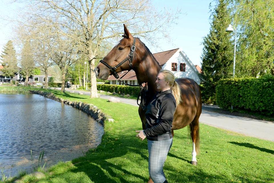 Dansk Varmblod Anubis * Himmelhest 27-5-13* billede 13