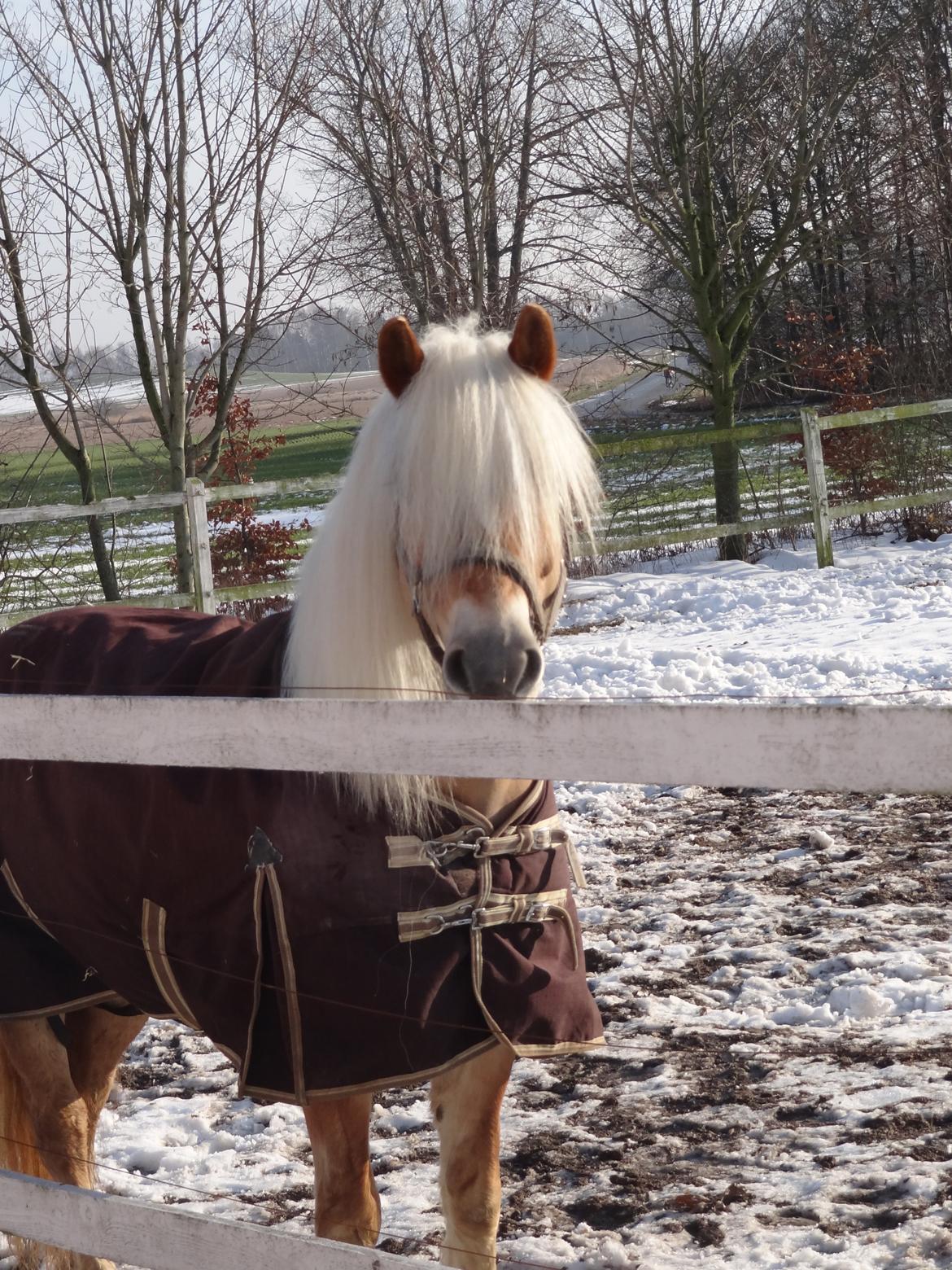 Haflinger Sandy Van De Lohöfte - Velkommen til Sandy Van De Lohöfte's profil billede 1