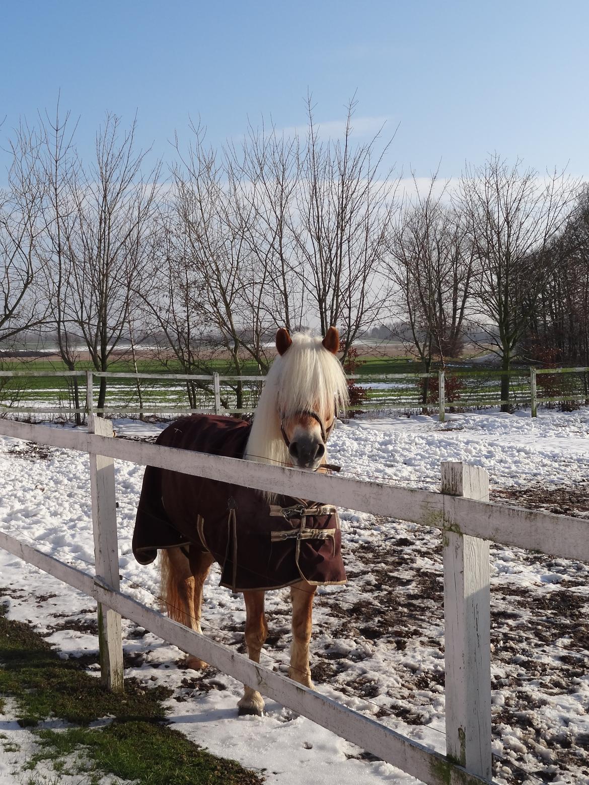 Haflinger Sandy Van De Lohöfte billede 17