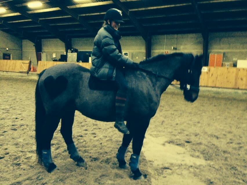 Anden særlig race Skonhøjs Mondi | Savnet så forfærdelig meget! :'(  - Mondi og jeg der rider, i grime med tøjler og uden sadle! billede 16