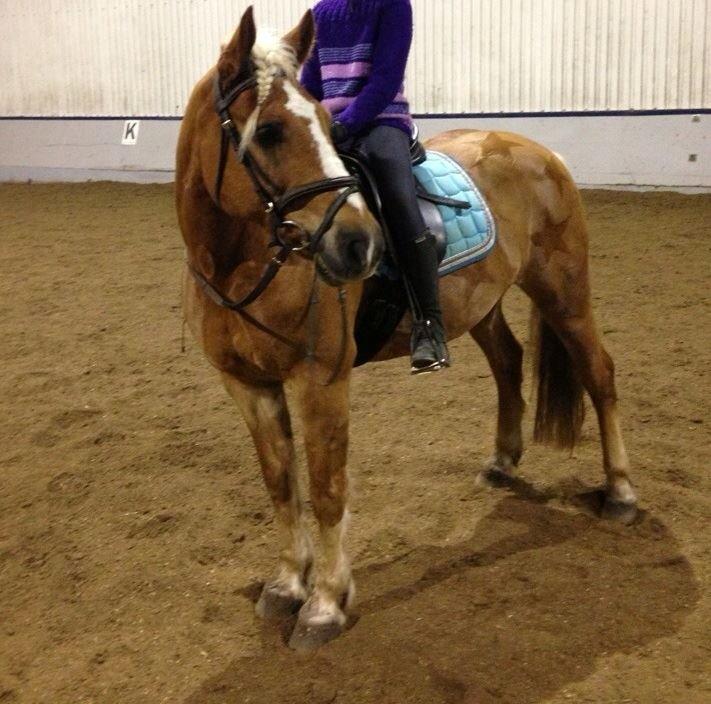 Haflinger Røgtergårdens Aqua *Felix* //MY SOULMATE<3// - Første gang jeg var oppe på ham efter min skade - Oktober 2013 - Foto: Mor billede 20