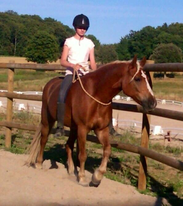 Haflinger Røgtergårdens Aqua *Felix* //MY SOULMATE<3// - Lidt HMS - Sommer 2013 - Foto: Katrine billede 3