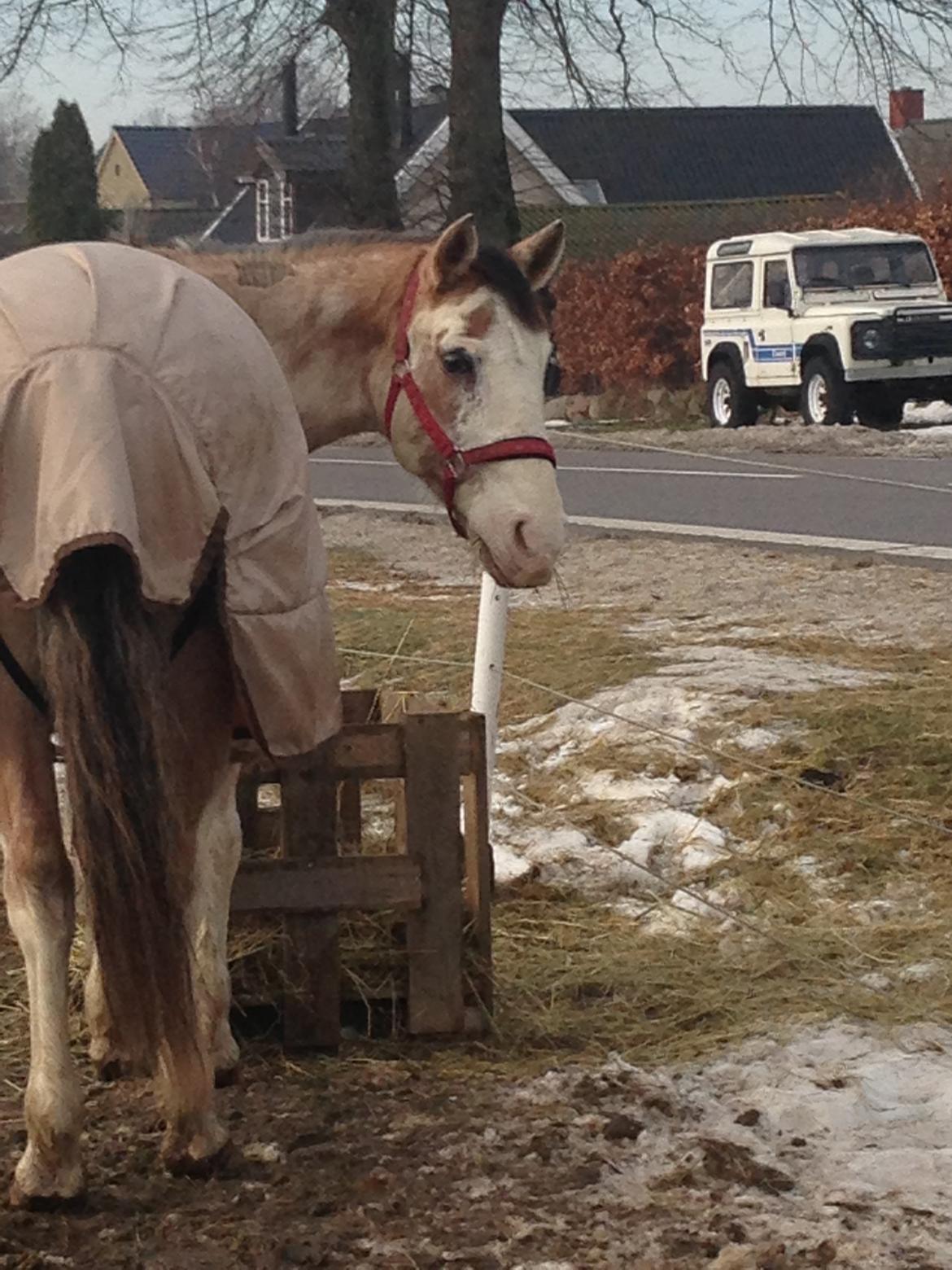 Criollo Diego billede 16