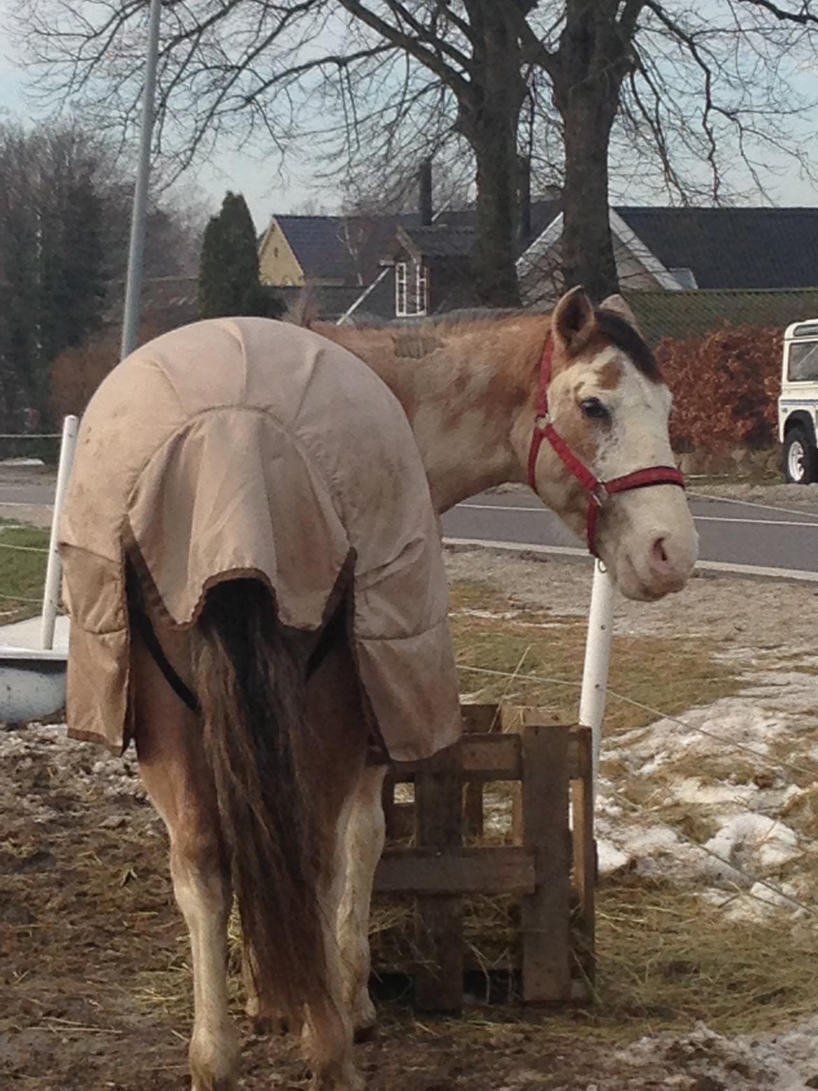 Criollo Diego billede 17