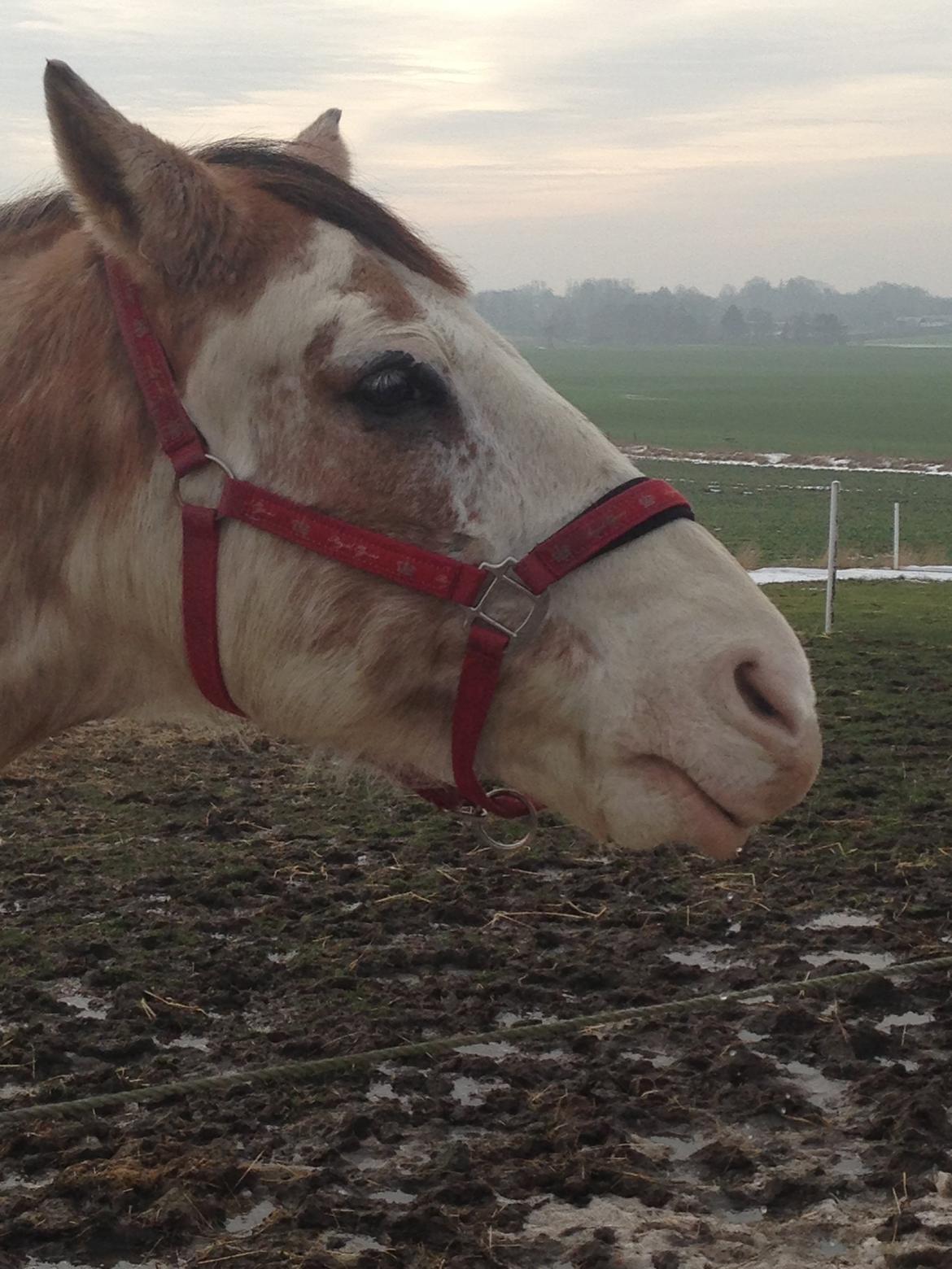 Criollo Diego billede 18