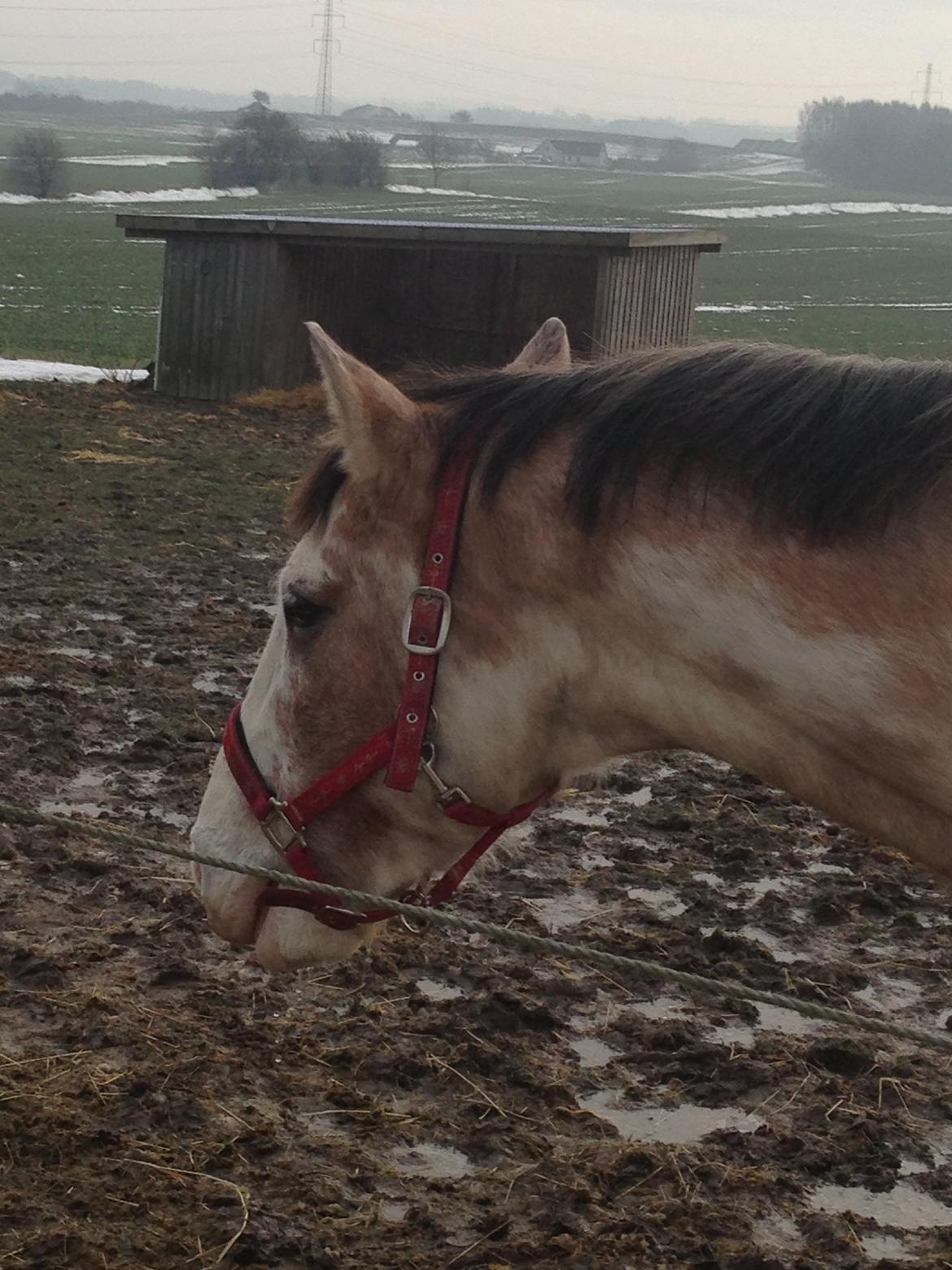 Criollo Diego billede 19