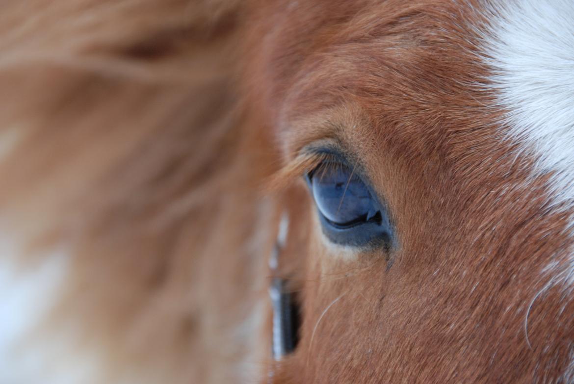 Islænder Lysa fra Søgården billede 11