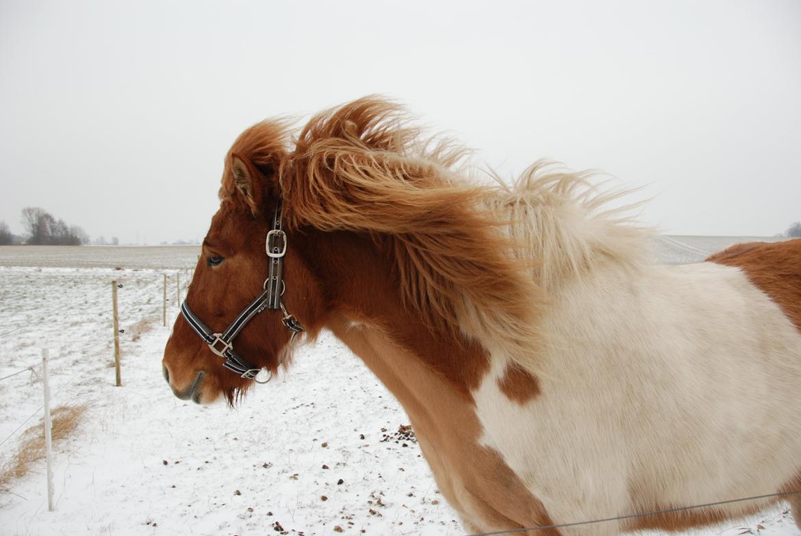 Islænder Lysa fra Søgården billede 15