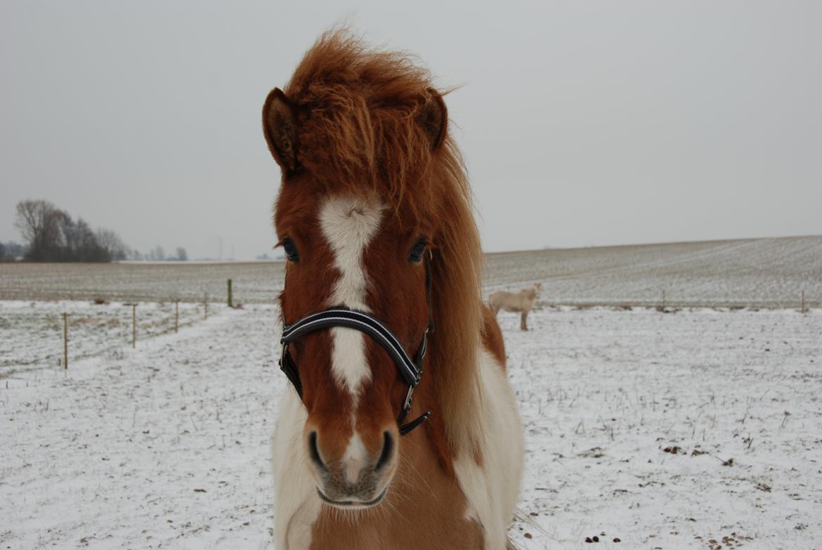 Islænder Lysa fra Søgården billede 5