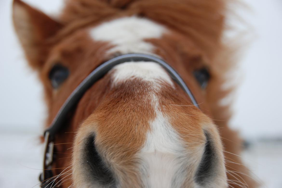 Islænder Lysa fra Søgården billede 9