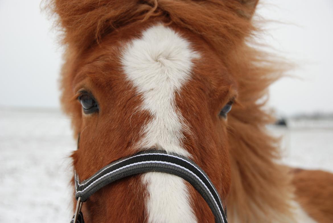Islænder Lysa fra Søgården billede 16