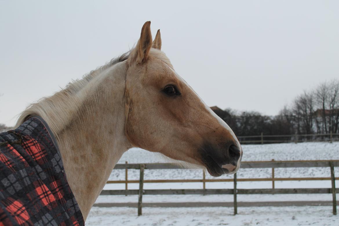 Palomino Rudolph's Cheyenne - Smukke Cheyenne i et smukt landskab :) billede 10