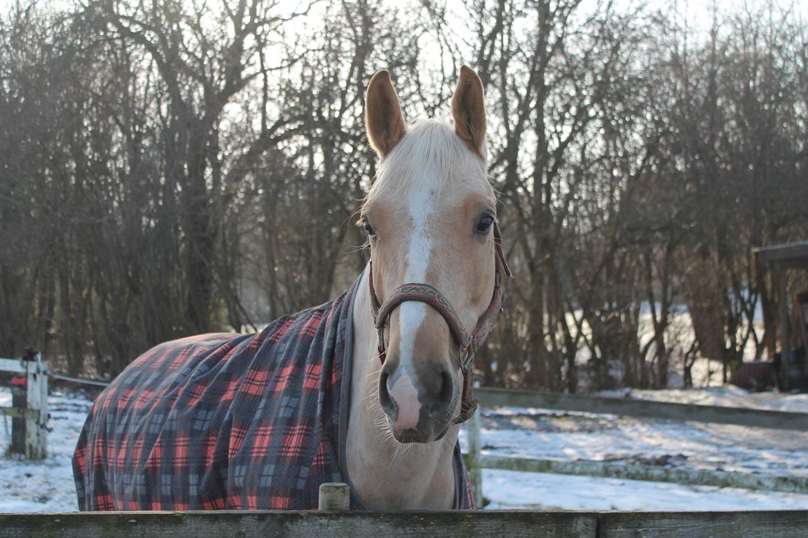 Palomino Rudolph's Cheyenne billede 6