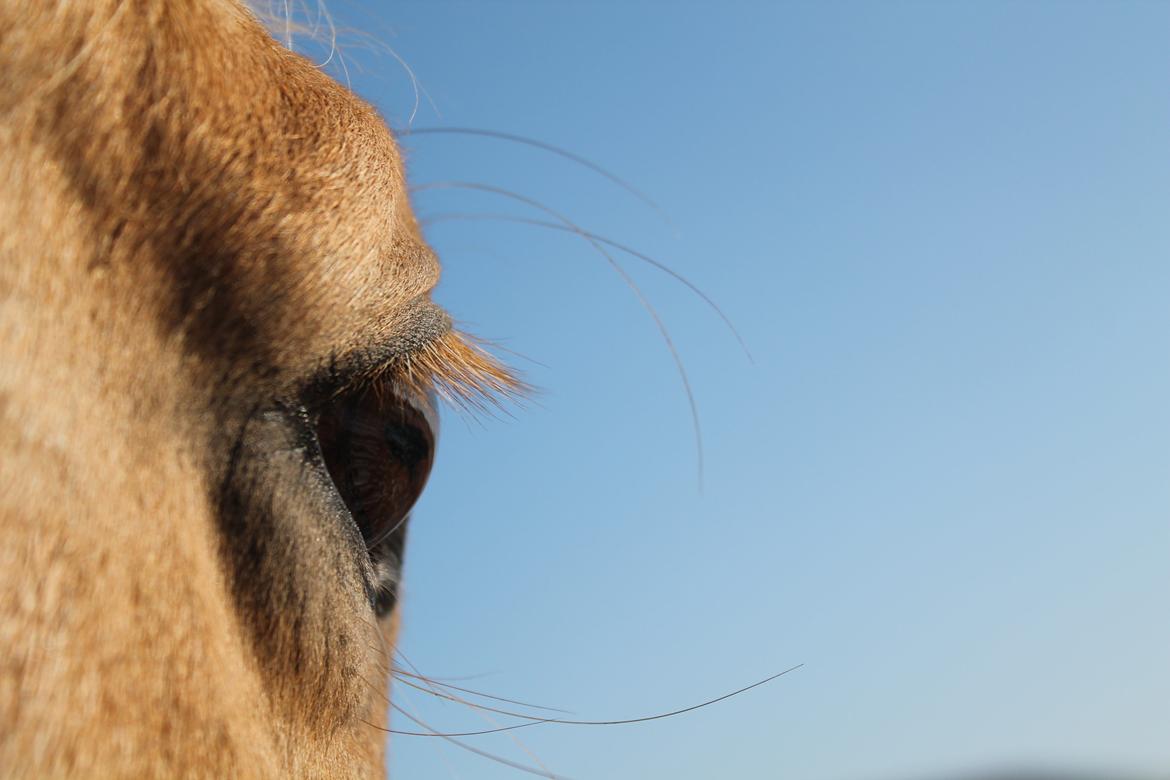 Palomino Rudolph's Cheyenne billede 11