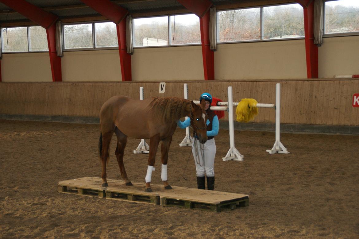 Traver Amazing Fireworks billede 12