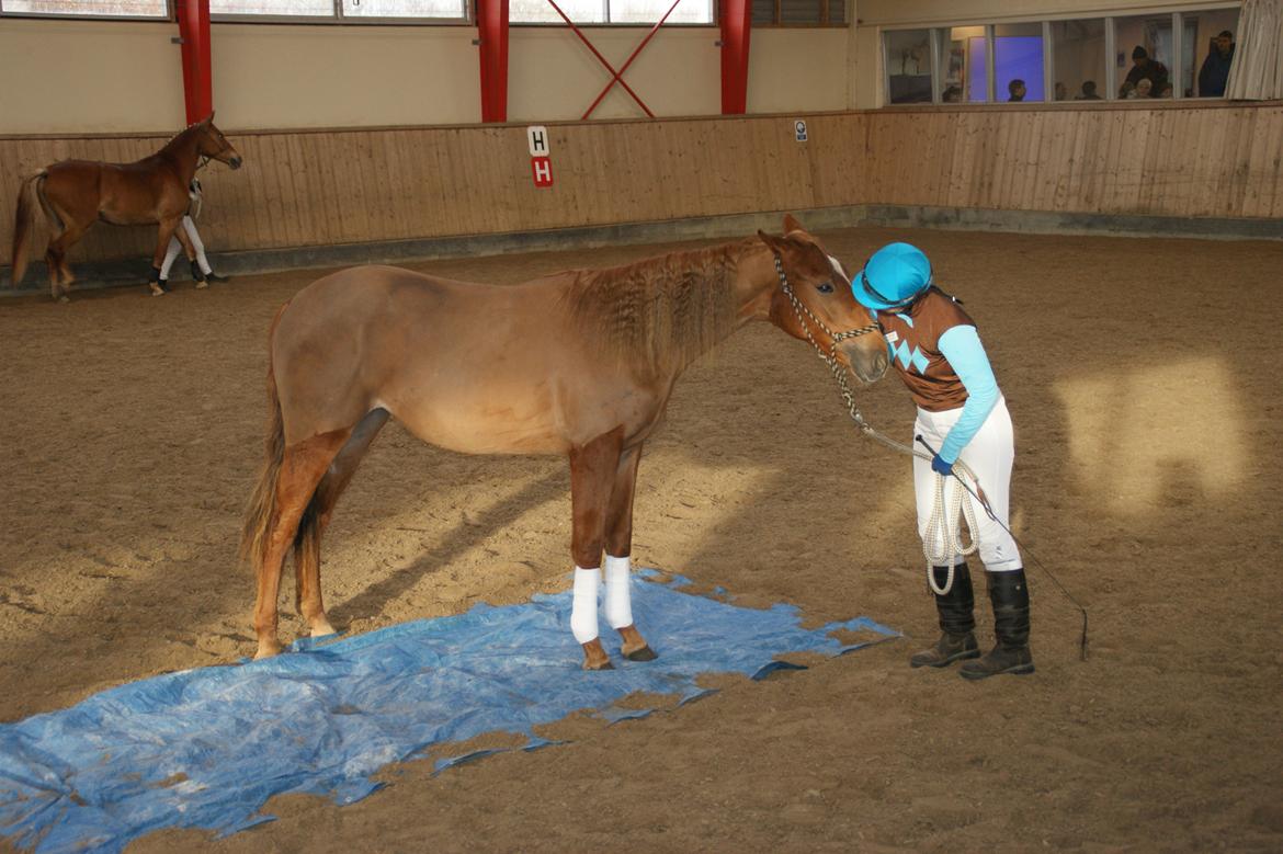 Traver Amazing Fireworks billede 17