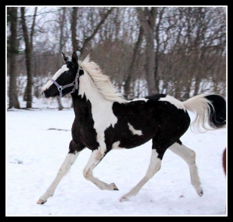 Pinto Savanna billede 1