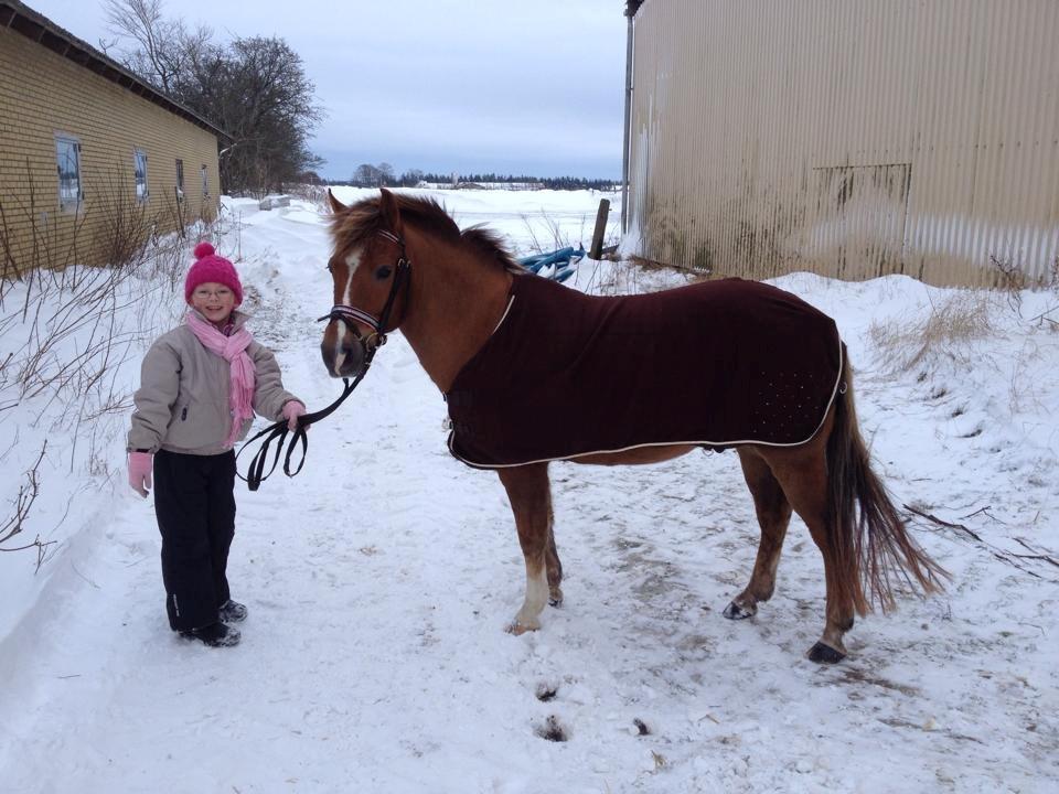 New Forest Elmholts Zeus - Mira og Zeus i sneen (Jan. 14) billede 2