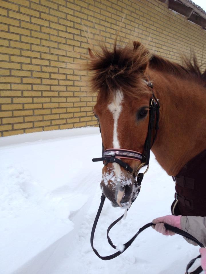 New Forest Elmholts Zeus - Zeus elsker sne! billede 3