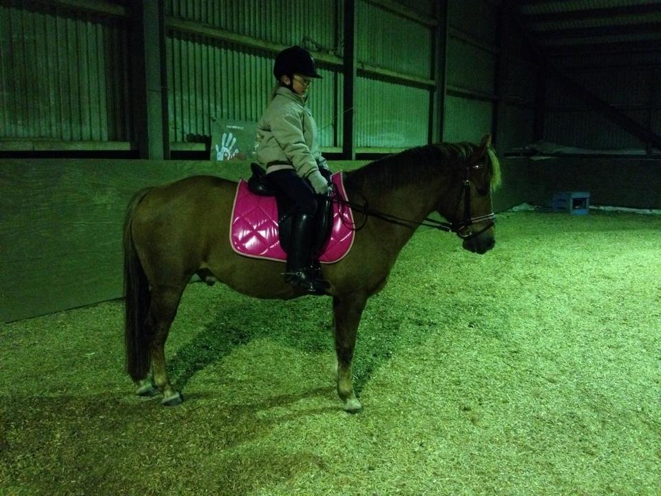 New Forest Elmholts Zeus - I hallen med nyt underlag.. billede 5