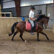 New Forest fanny - galop træning med muffebid <3 :-*
 billede 6