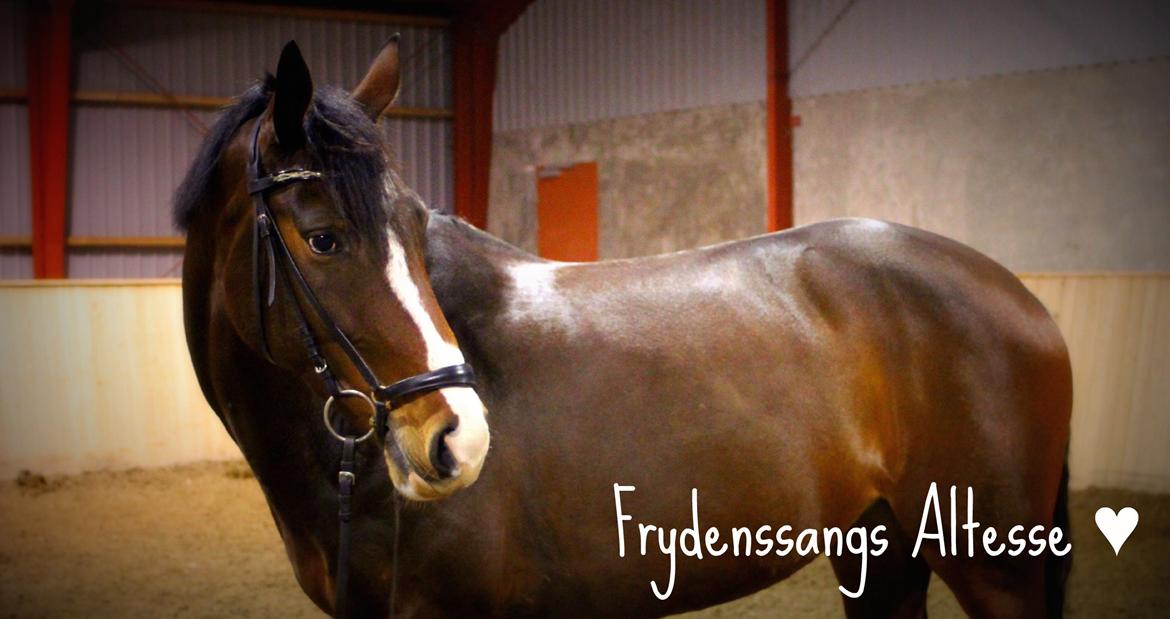 Dansk Varmblod Frydenssangs Altesse - Den smukkeste ♥ billede 4