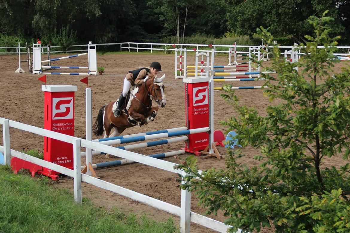 Anden særlig race Chanel - kommunemester 2013 spring billede 22