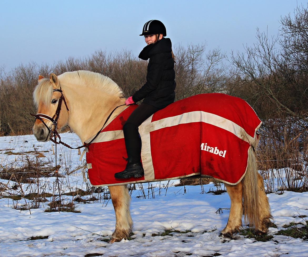 Fjordhest Vængets Mirabel - Februar 2014 | Dannebro hesten!♥. billede 13