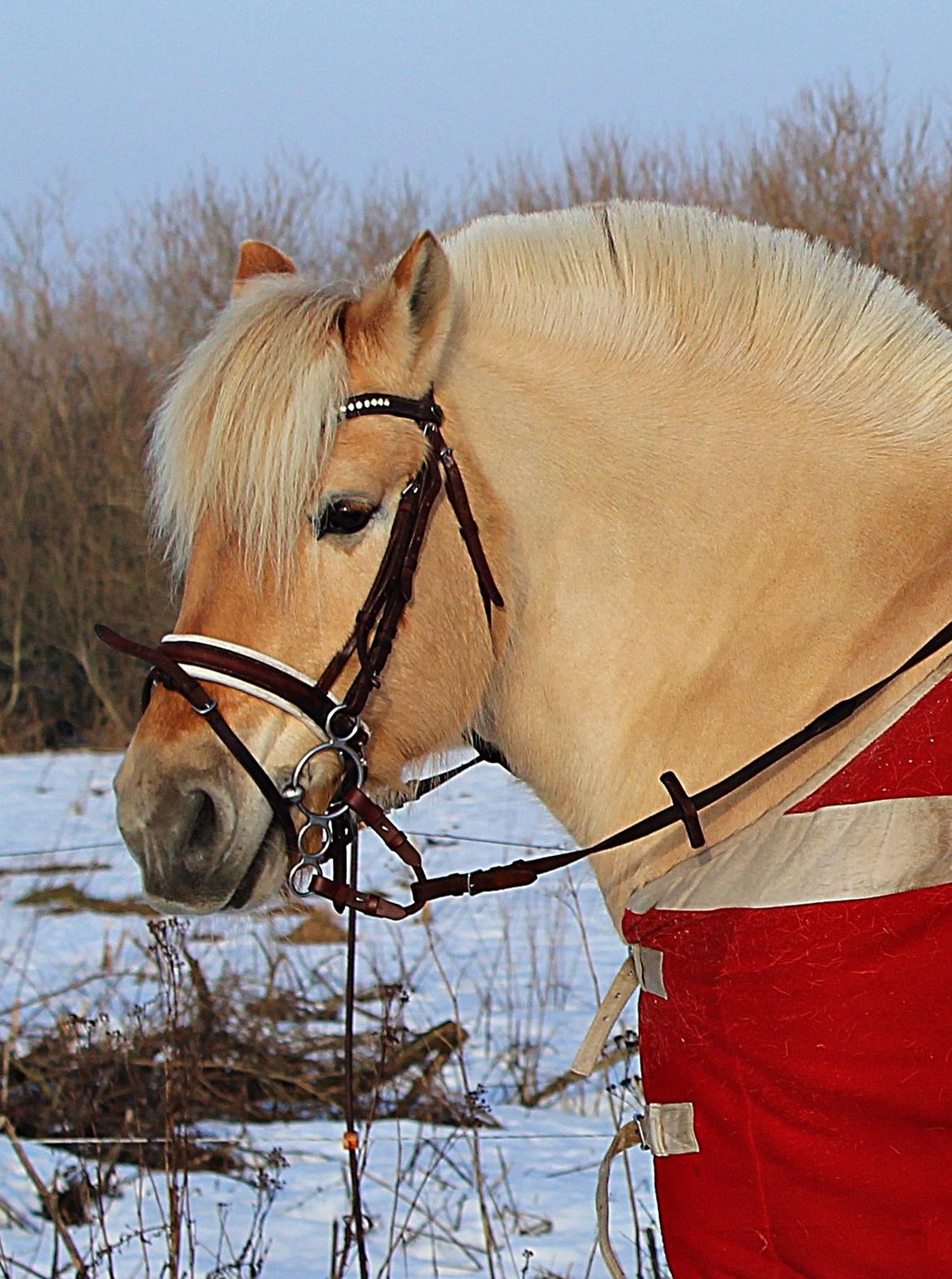 Fjordhest Vængets Mirabel - Februar 2014 | Dannebro hesten!♥. billede 12
