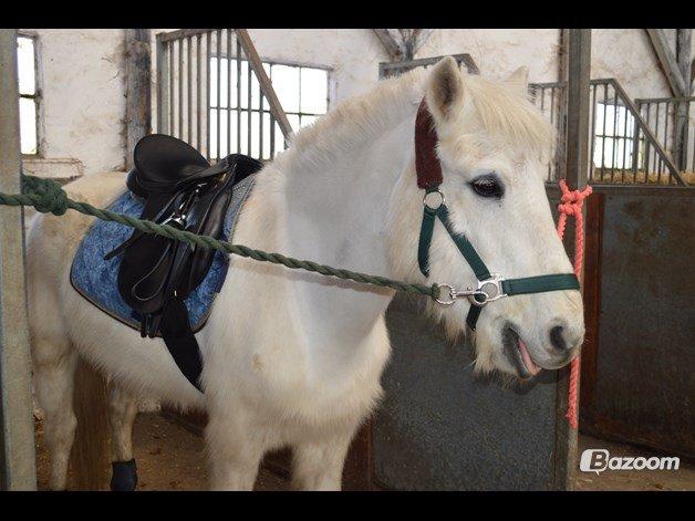 Anden særlig race Tinka - Velkommen til Tinkas profil, læg gerne en kommentar og en bedømmelse. billede 1