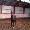 Tysk Sportspony Naranjo [Har redet] billede 18