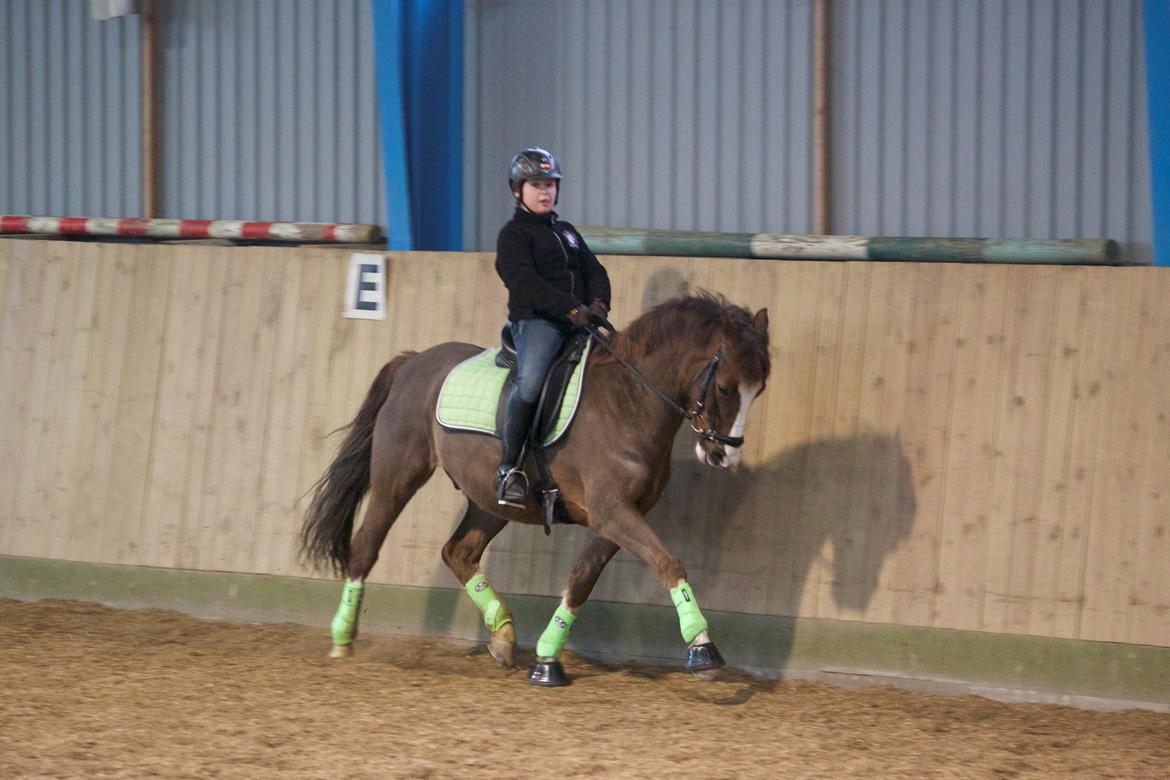 New Forest Ygor [1/3 A PONY] FORESALE  billede 15