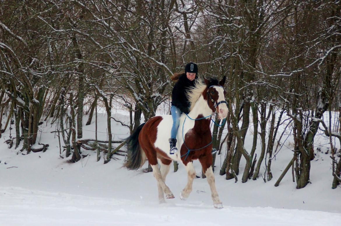 Pinto Alfons Åberg - Galoptur på folden. Januar 2014 billede 13