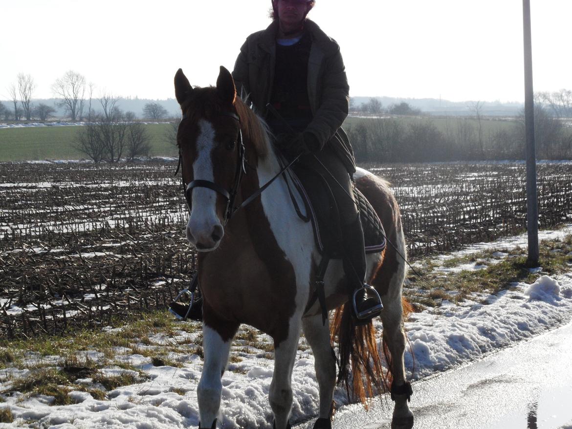 Pinto Araber |Grethe|tidligere hest - solgt - På tur lige inden alt sneen forsvandt 2014. billede 20