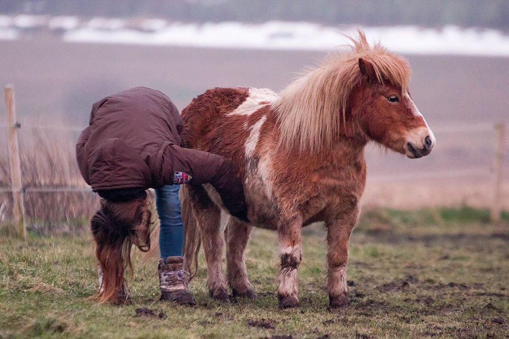 Shetlænder Indy - 04-02-2014; Indy får sig en god kløtur efter en fantastisk træning! billede 13