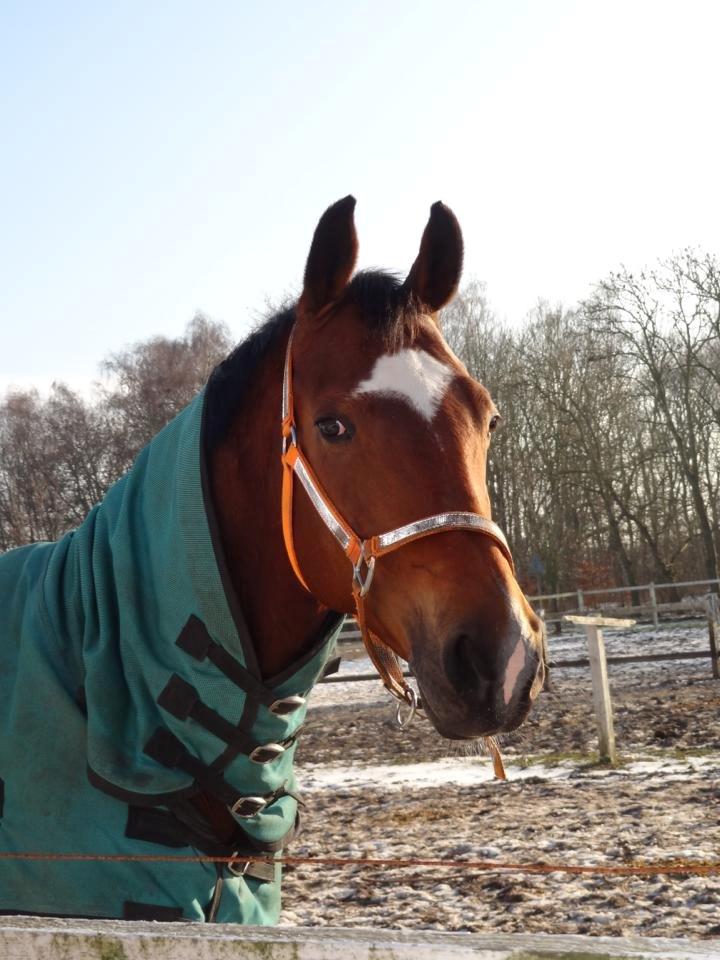 Hollandsk Varmblod Vita Z.D.W HIMMELHEST  billede 12