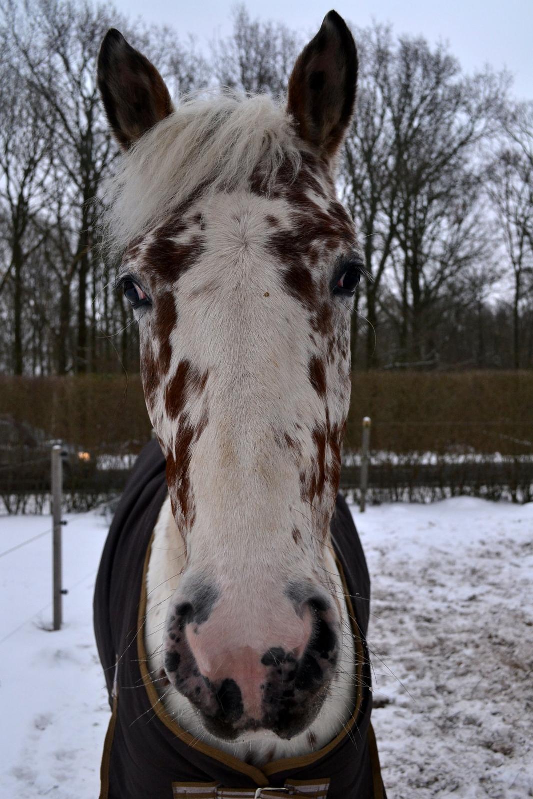 Knabstrupper Frode billede 18