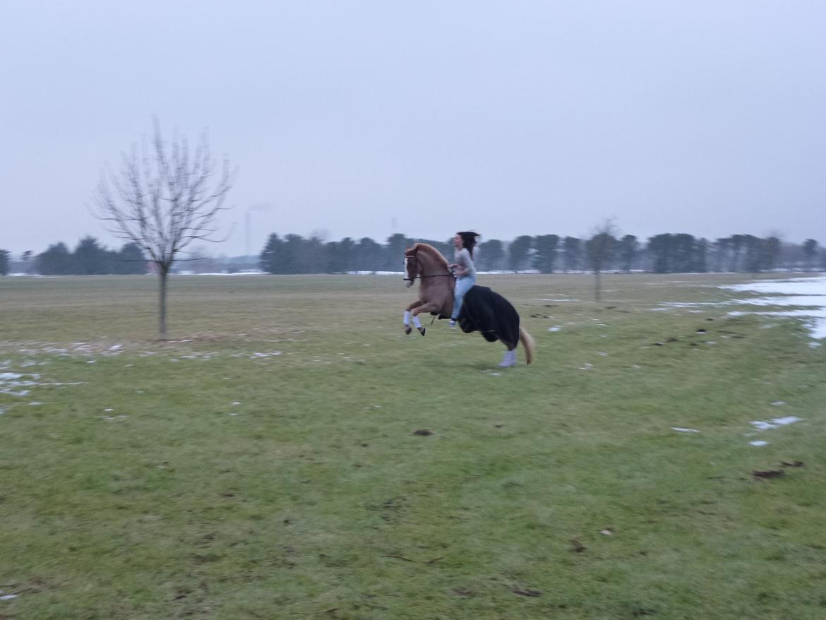 Anden særlig race Fie - Jeg ved det, jeg ved det! Elsker min pony!<3 billede 16