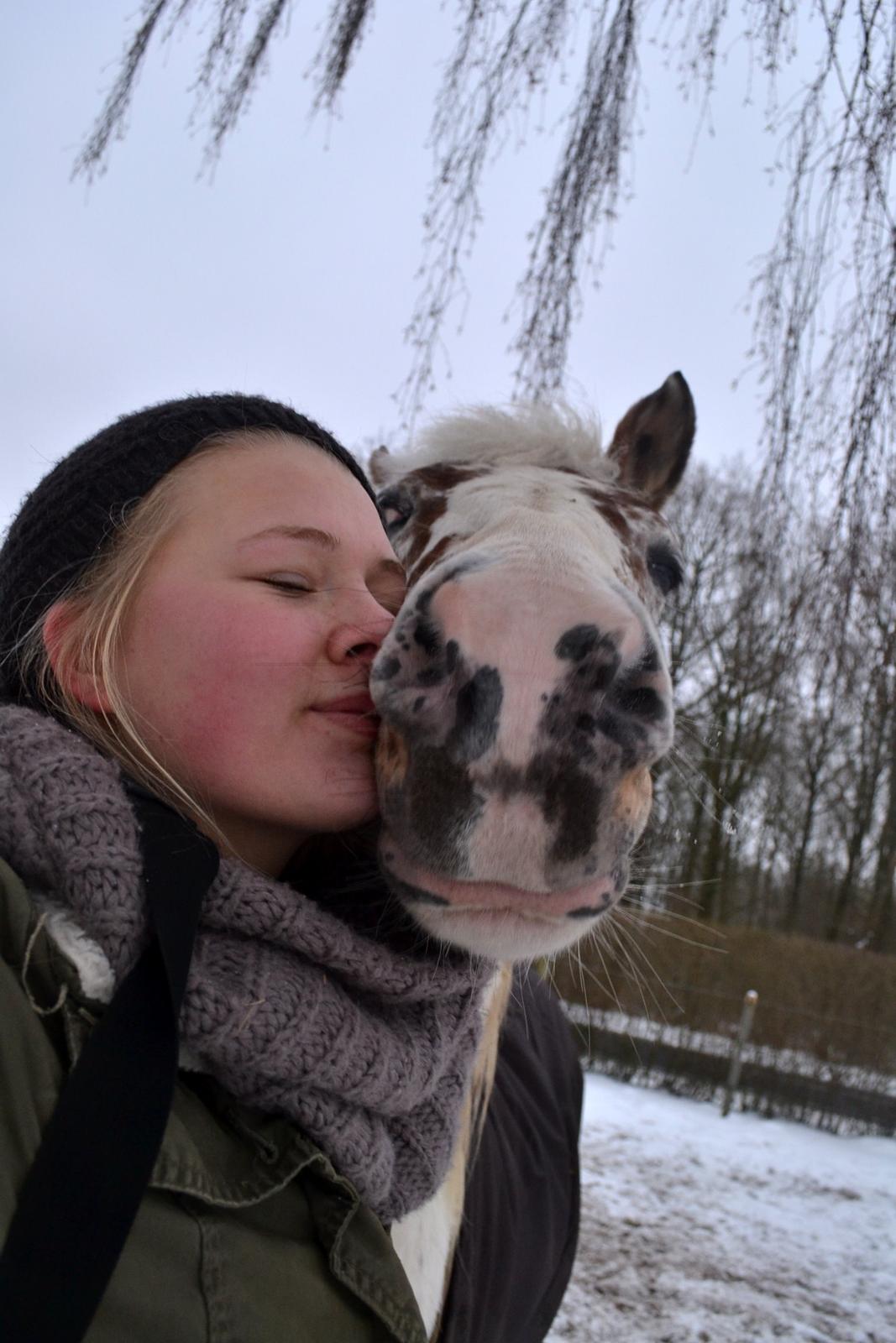 Knabstrupper Frode billede 21