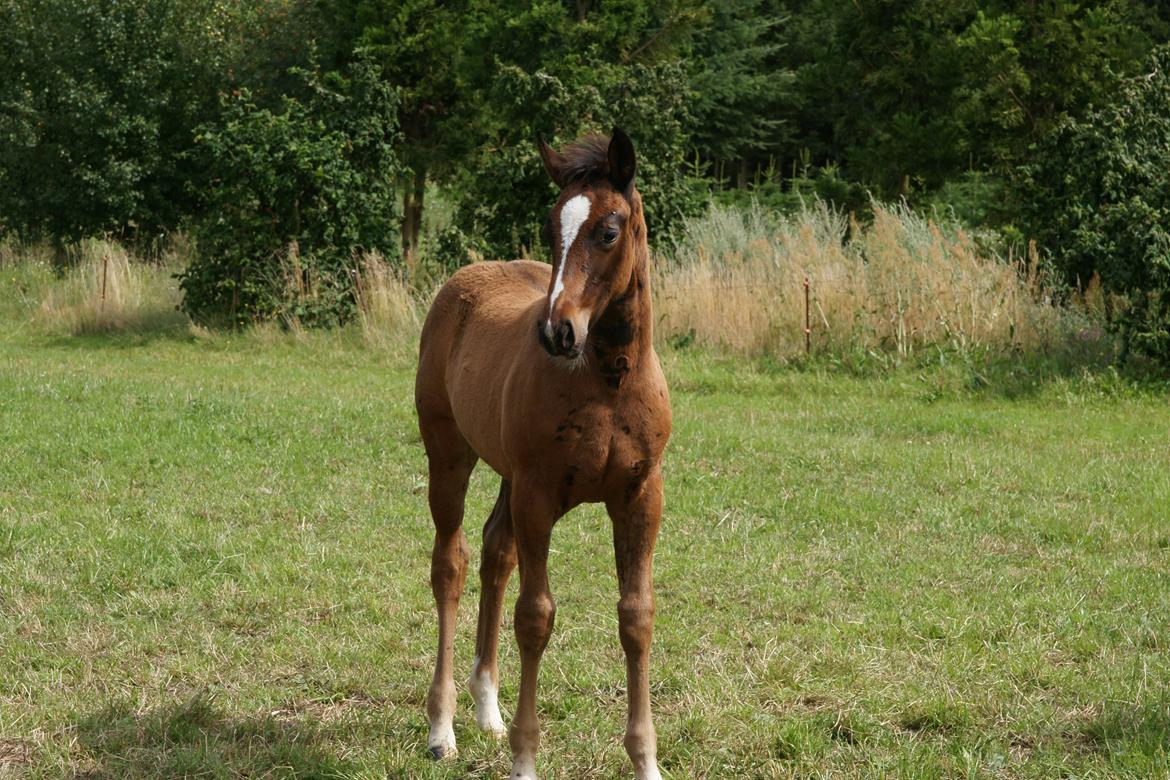 Oldenborg Englals Dior <3 [Baby Hesten] - Da min baby hest faktisk var baby :') billede 6